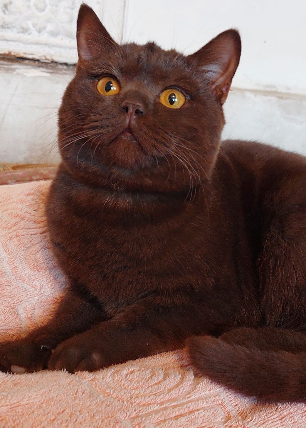 британские котята