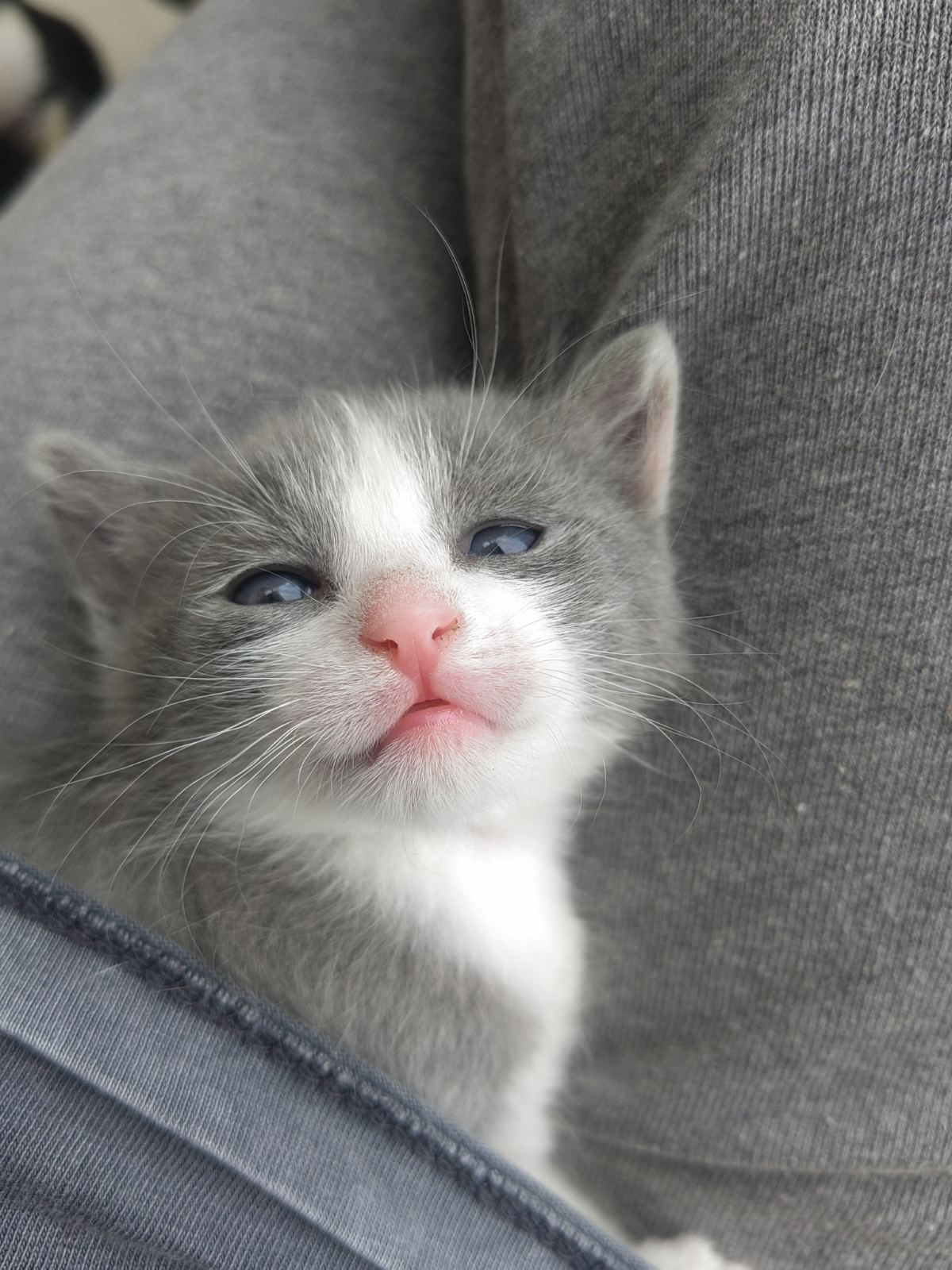 Подаряваме малко коте
