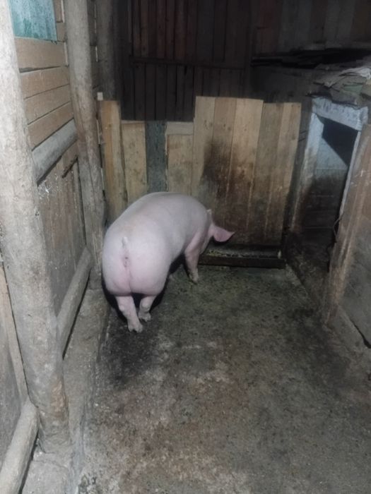 Porc de vânzare mai multe detalii la numărul de telefon