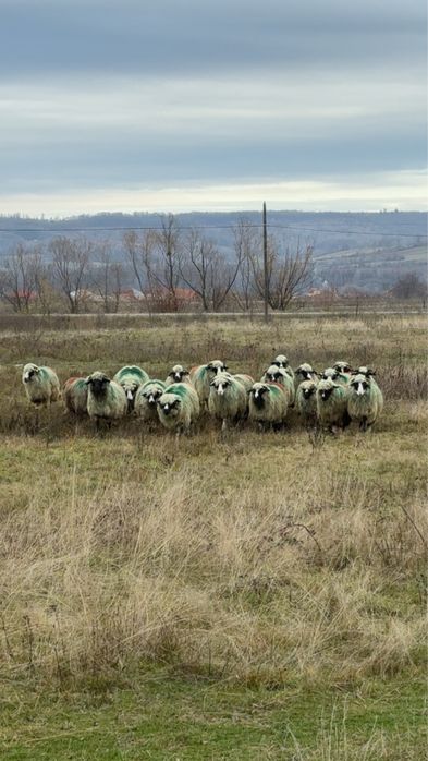 Oi tinere de vanzare