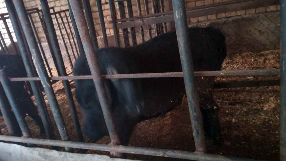 Uyda boqilgan qoylar sotiladi