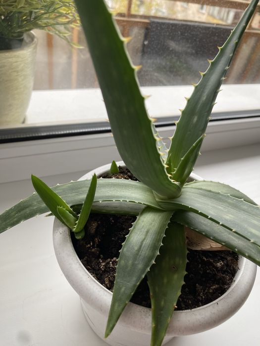 Лечебное алоэ Вера 1,5 года