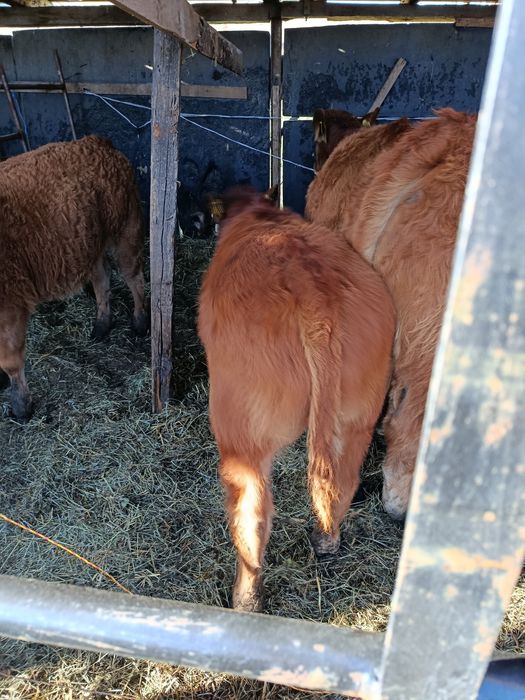 Viței rasa limousine din pășune