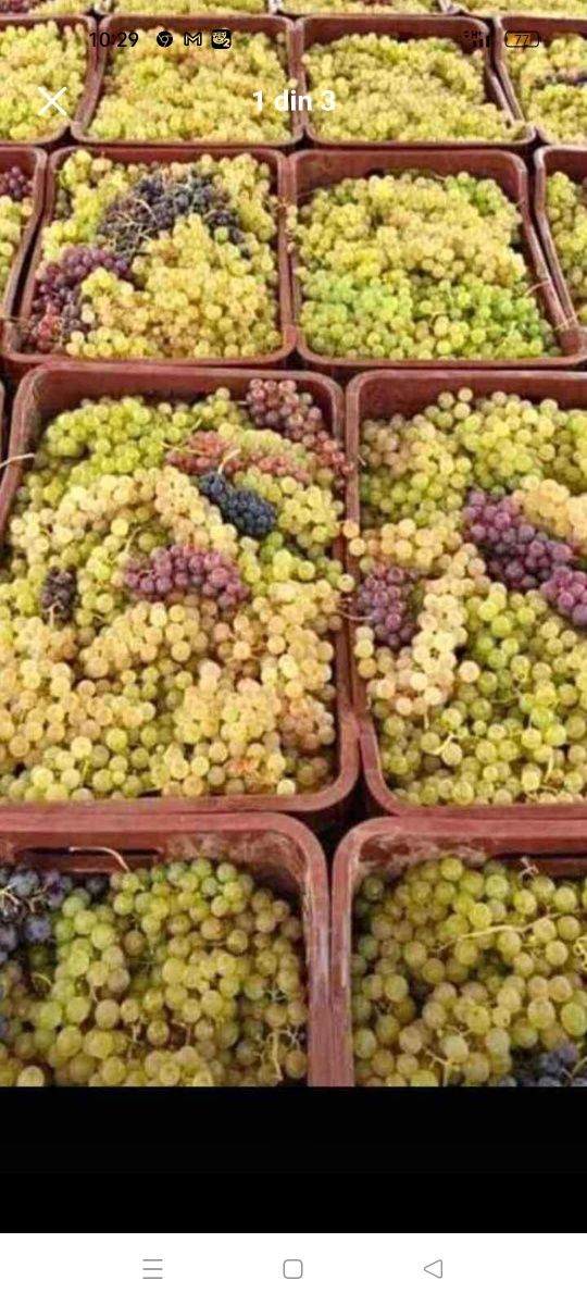 Struguri de vin diferite soiuri fetească regală resling 01 09 2023