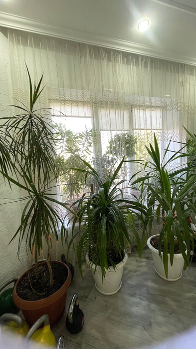 Продам комнатные растения