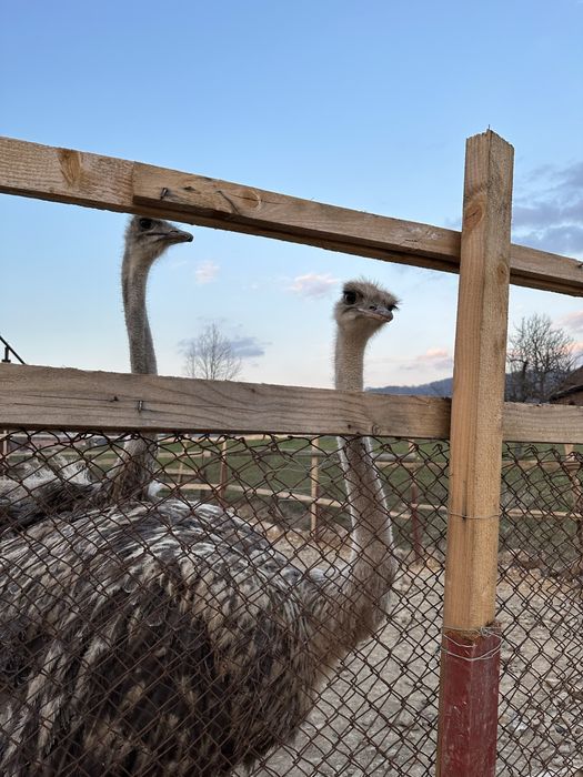 Oua de strut proaspete pentru consum sau incubat