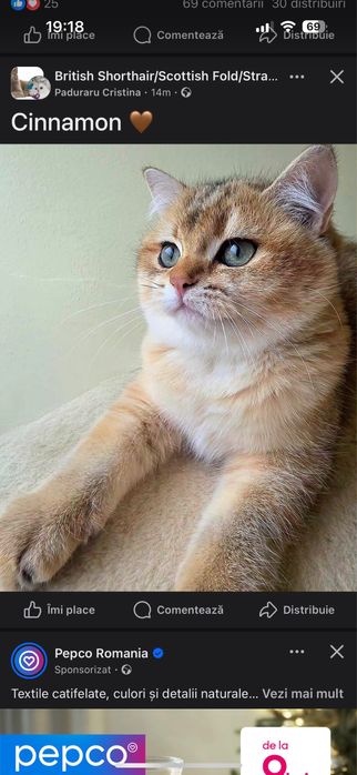 British longhair Mascul