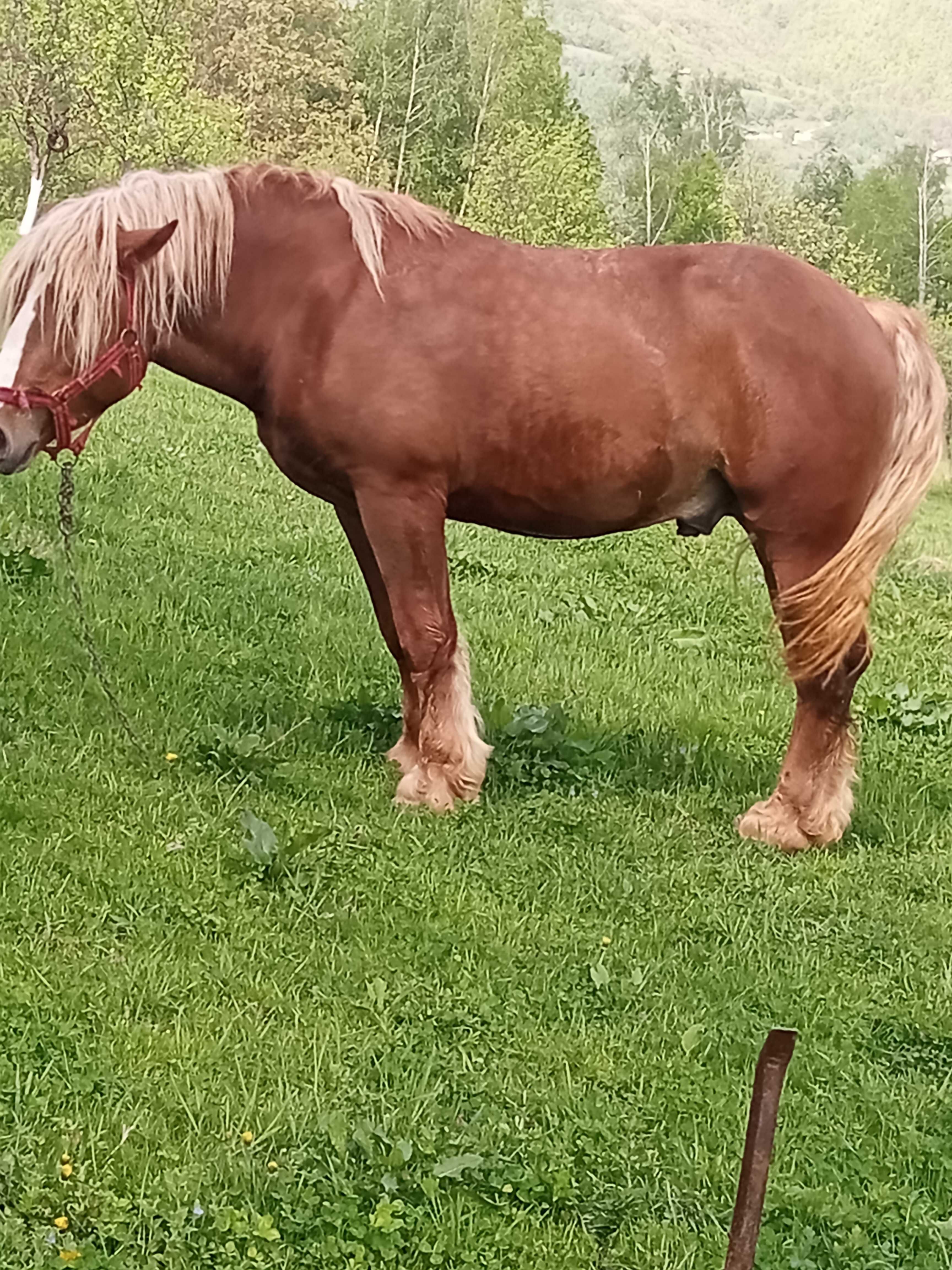 Armasar de 2 ani jumate pentru monta sau posibil de vânzare/schimb