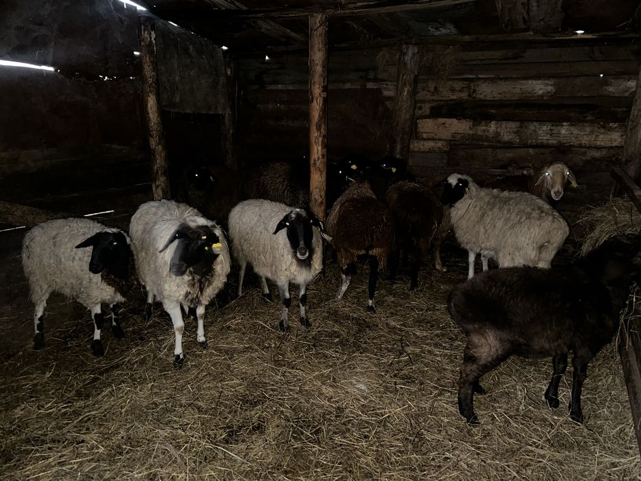 Продам баран, 8 маток, 1 кошкар, один ягненок.