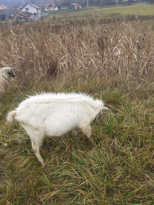Țap de vânzare  nemtesc