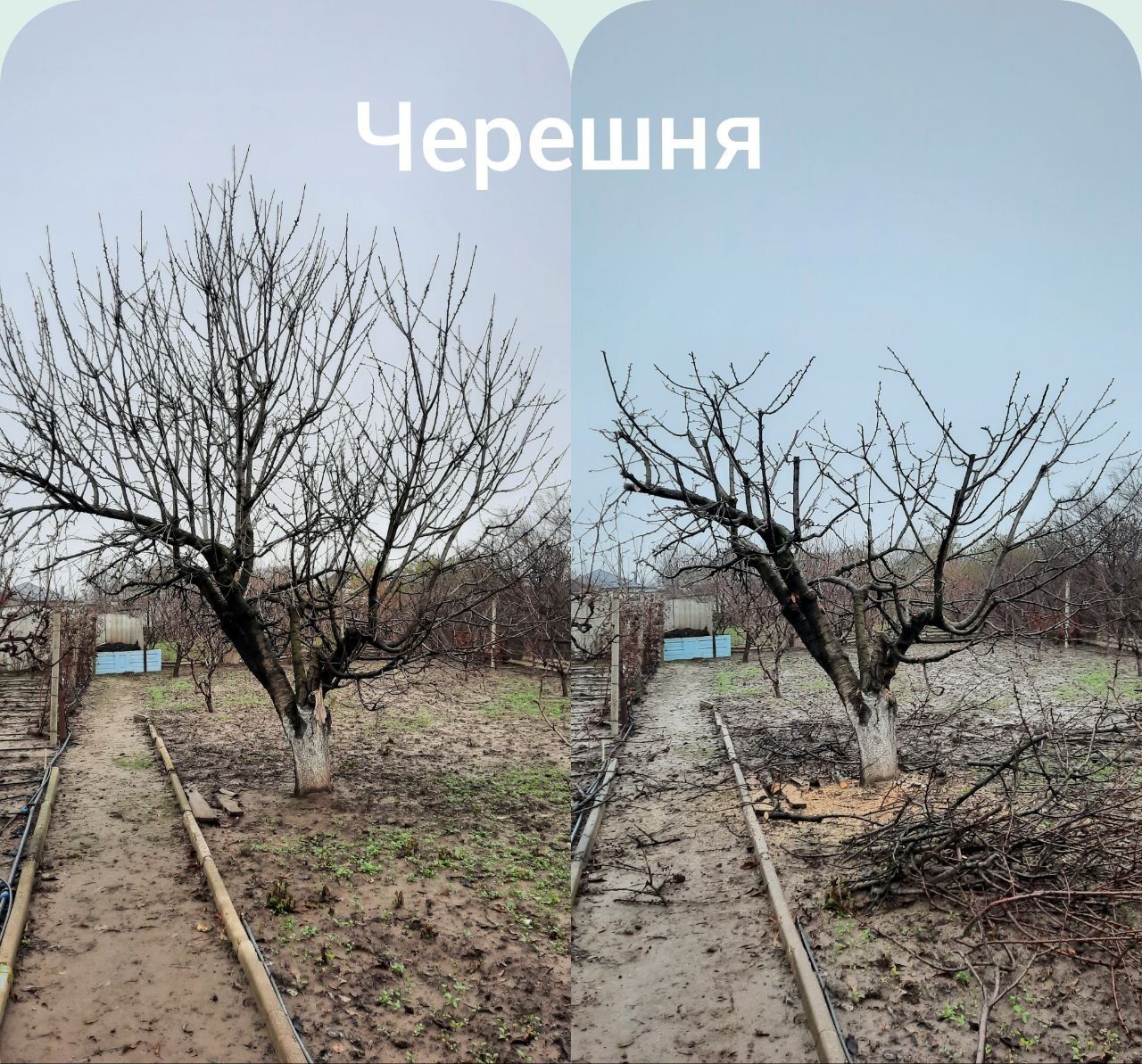 Обрезка плодовых деревьев