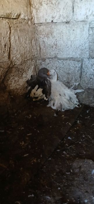 Pereche gâște crețe