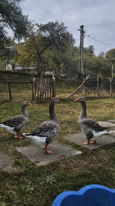 Familie de gâște