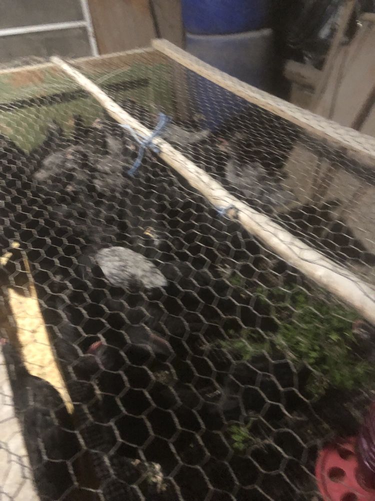 Pui australorp  negru si albastru