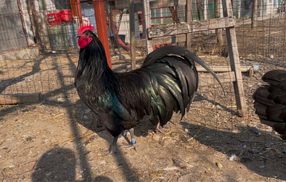 Oua incubat Australorp negru