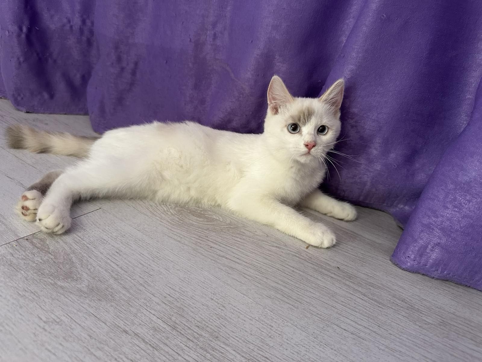 Котенце момиченце със сини очи