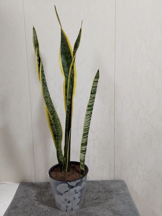 Цветок "Сансевиерия Лауренти" ("Голд")