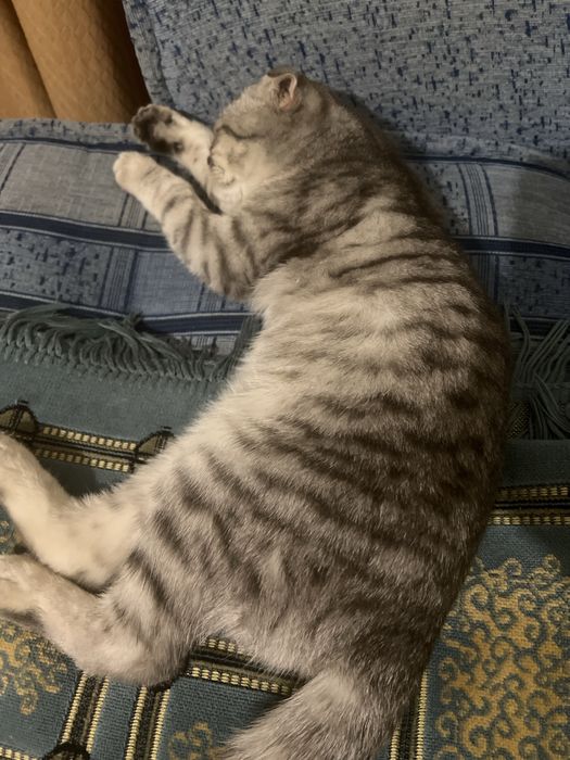 Отдам кошечку в хорошие руки