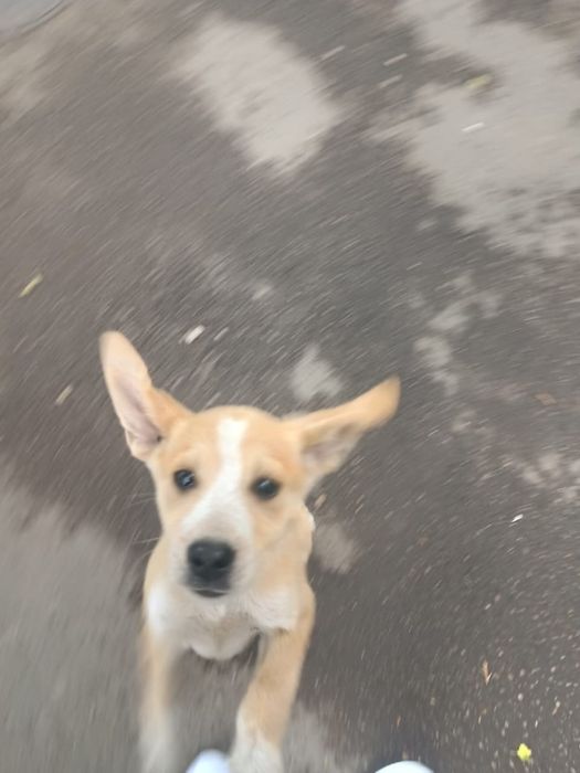 Отдадим щенка-звоночка