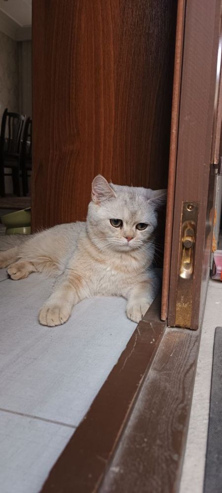 shinshilla mushuk bolalari