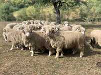 Vand 200 oi turcane 200 lei bucata