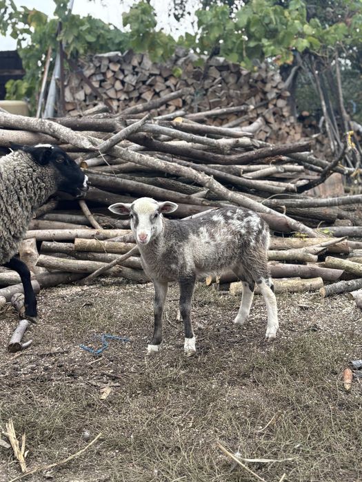 Vând berbecut tanar