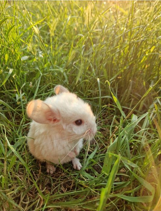 Pui de chinchiila 250lei