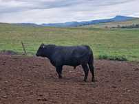 Taur angus  100%