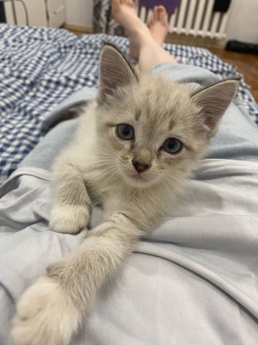 Котенок отдам в хорошие руки