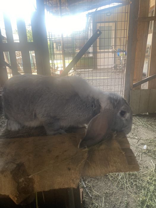 De vanzare berbec germen rasa pura