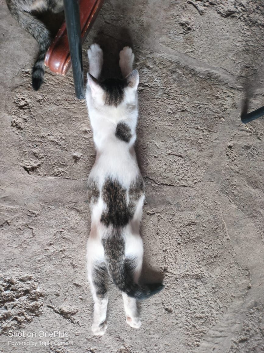 Отдам в хорошие руки