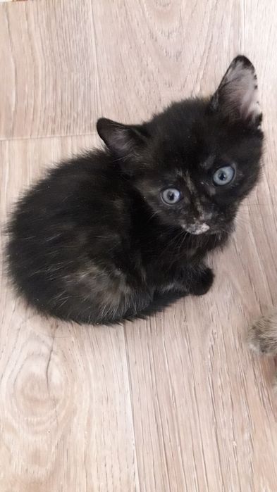 Подарите жизнь котенку