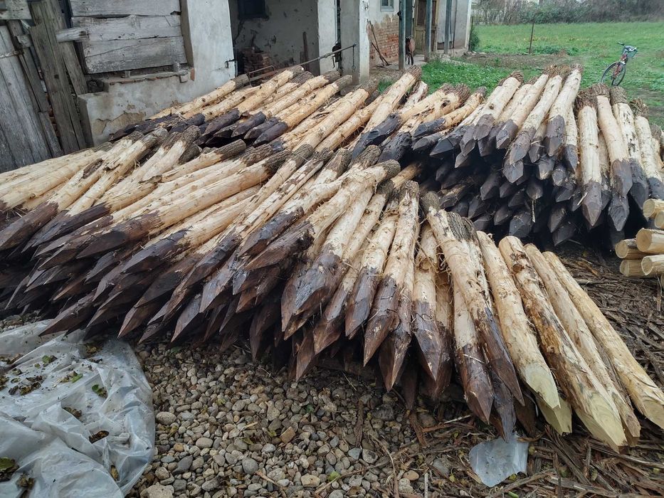 Stalpi din salcam pentru garduri  (araci, bulumaci)