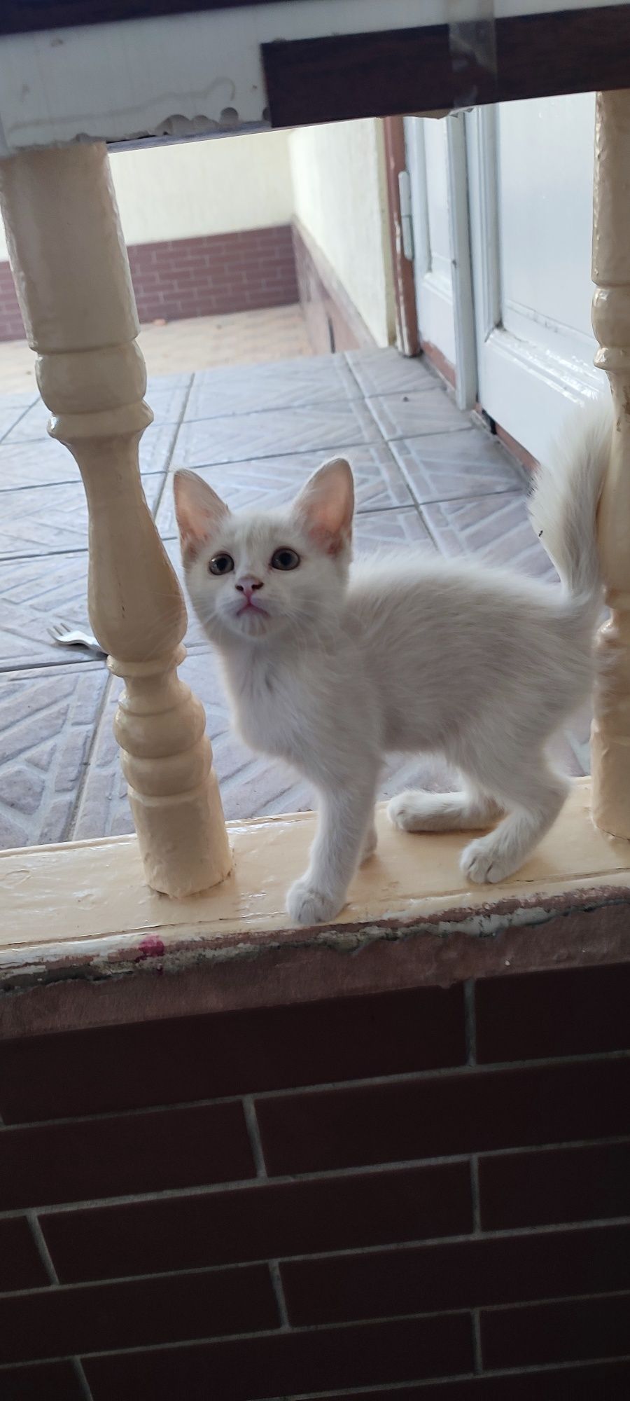 Oq angora mushukcha
