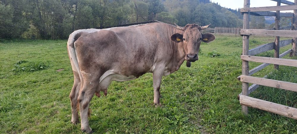 Vând vacă 7 ani, Dorna Arini, jud.Suceava