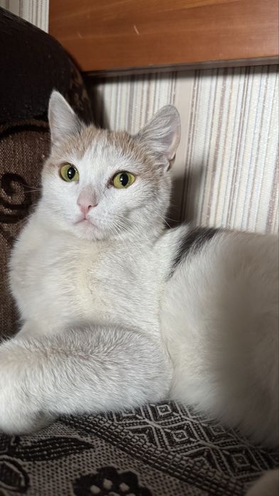 Кошечка ищет дом, 2 года, стерилизована