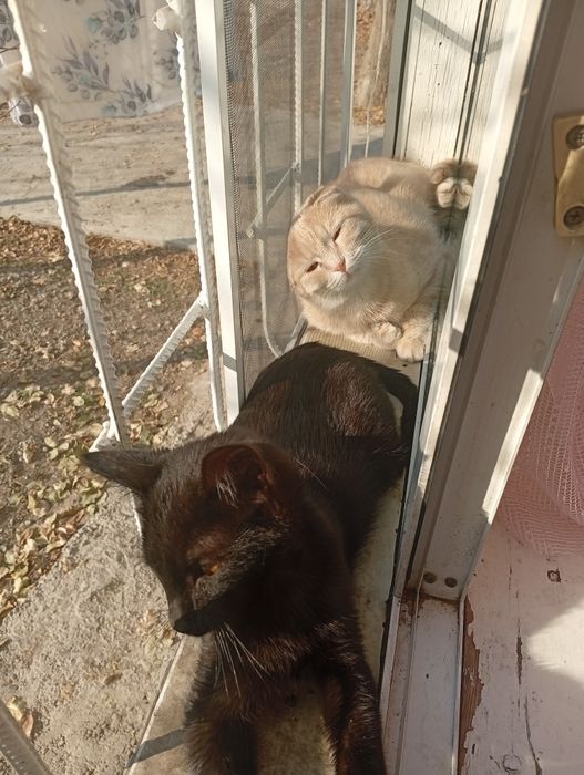 Отдаю Бесплатно Сергели