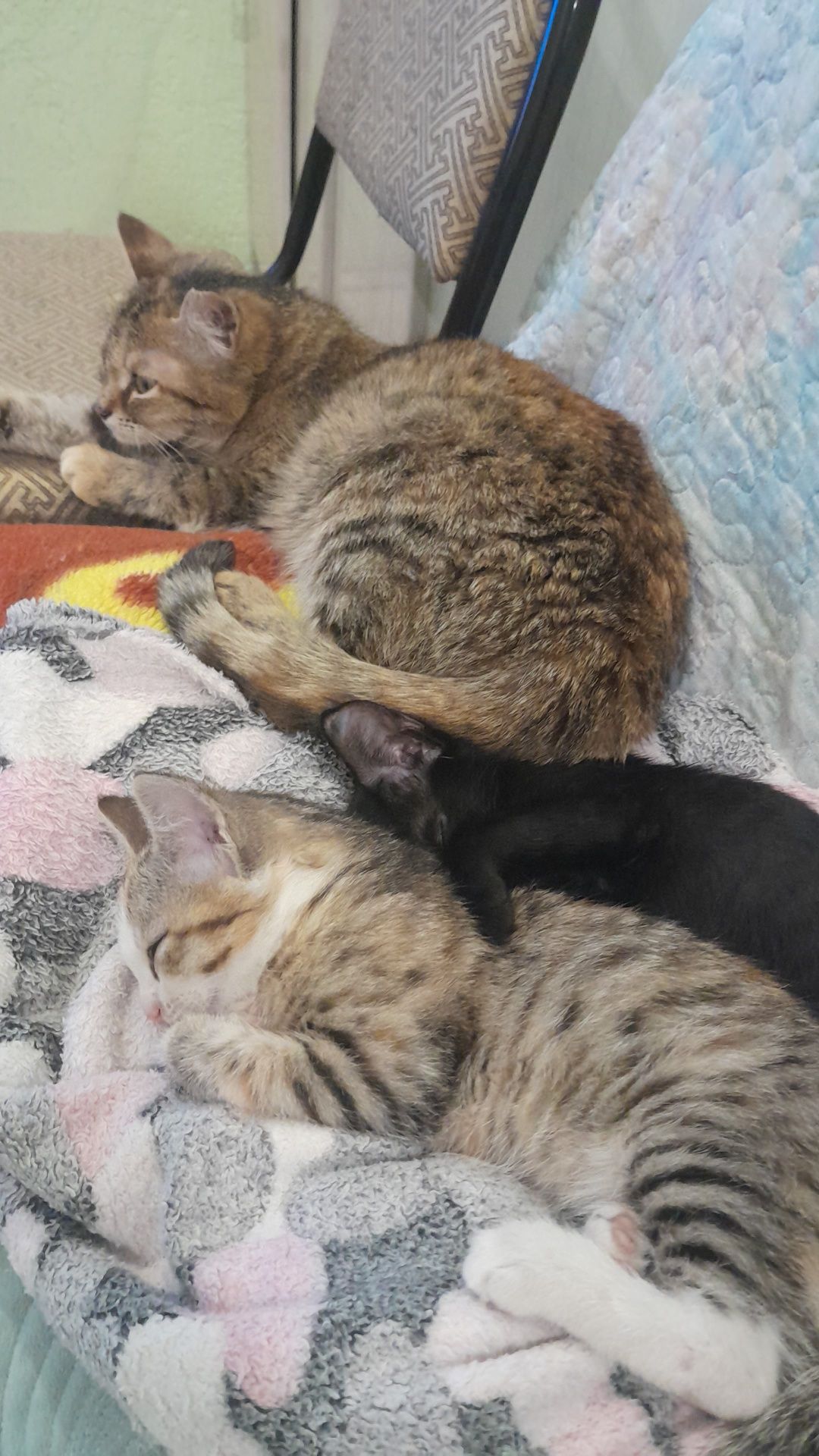 Дарю котят!             .