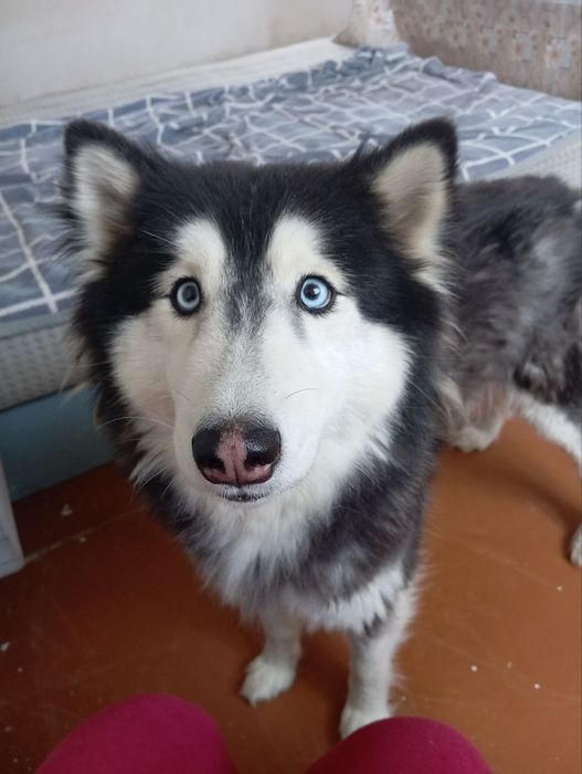 В хорошие руки щенки хаски