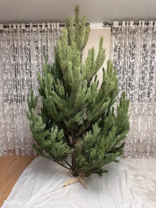 Елки новогодние живые