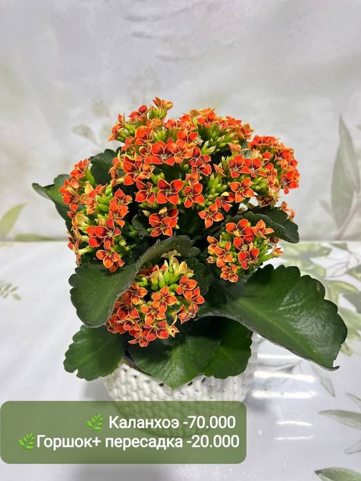 Каланхоэ, Эпипремнум, Аглаонема баттерфляй,Калатея пиктурата, Хамедоре