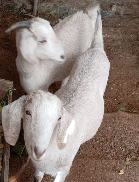 Орыс ешкилер сатылады. Тукымы таза.