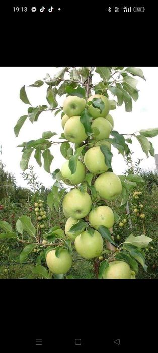 Pomi fructiferi columnari