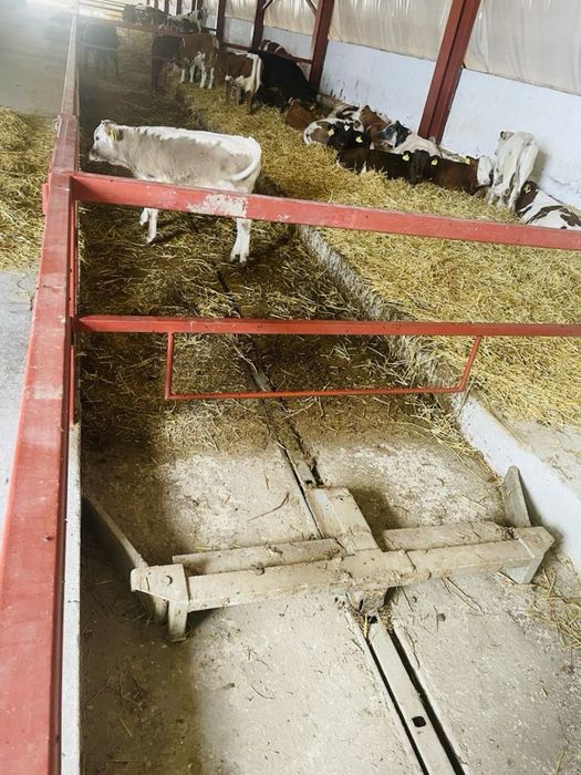 Vand afacere la cheie Ferma Zootehnica animale tauri/posibilitate rate