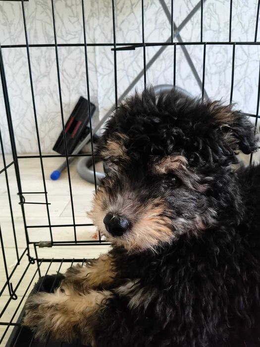 Найдена собака! Ищем прежних или новых владельцев!