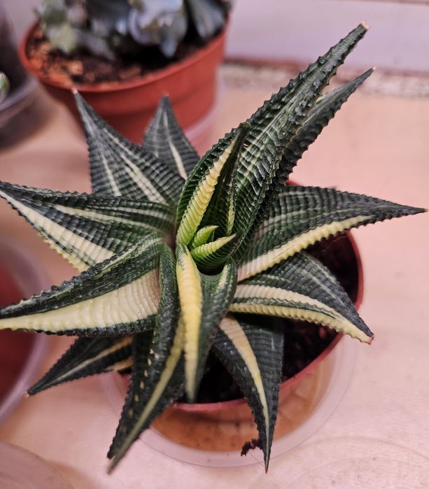 Продам комнатные растения