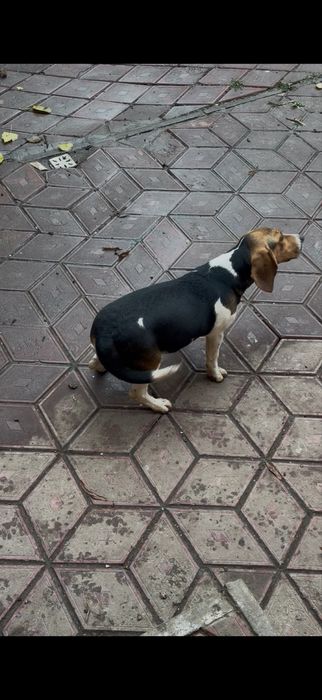 Vand o catelusa de beagle