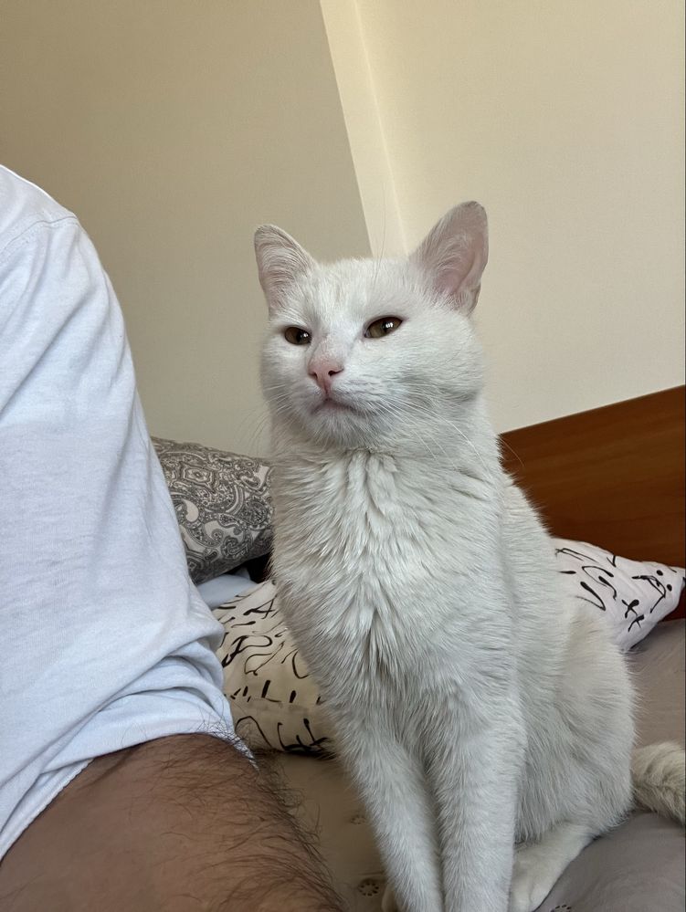 Коте на една година