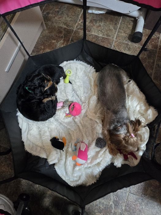 Чистокръвни Йорки – 2-месечни малки сладури!