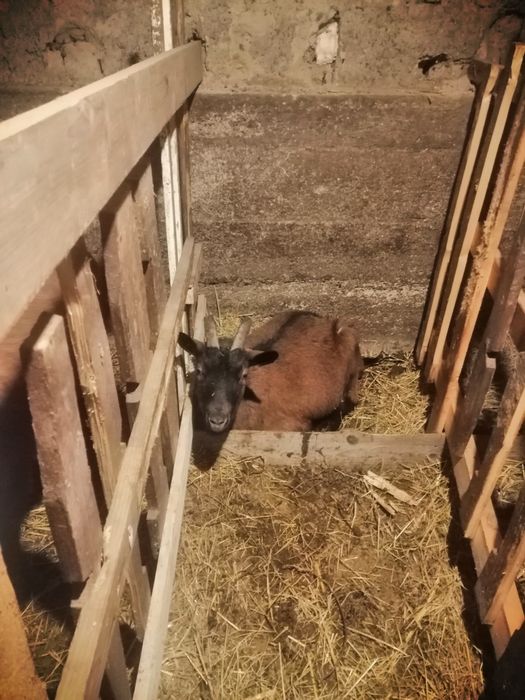 Vând capre alpine franceze